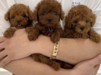 KOREA POODLE YAVRULARI ANKARA