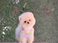 Pomeranian yavru