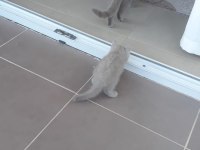 19 temmuz doğumlu british shorthair