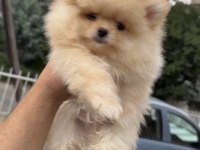 Renk Renk Güzellikte Ayı Surat Pomeranian Yavrular