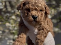 Original Maltipoo Yavruları