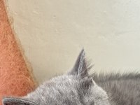 Yavru British Shorthair