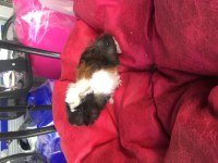 VETERİNER TEKNİKERİNDEN BEBEK GUİNEA PİG YAVRULARI