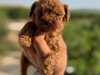 AŞILI ÇİŞ EĞİTİMLİ TOY POODLE BEBEKLER