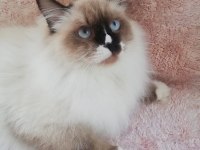 Ragdoll Erkek Kedim