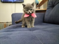 British shorthair dişi yavrular teslime hazır