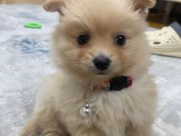 Acil pomeranian