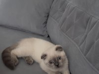 Daha tatlısı yok 3 aylık scottish fold