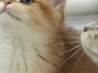 British golden ny 12