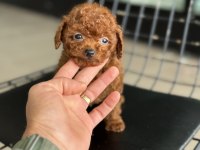 Show kalite Tea cup kore poodle ziyarete açık
