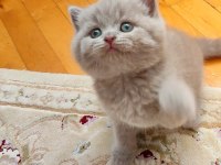 LİLAC RENK ERKEK YAVRU KEDİLER