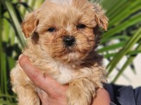 Kore Maltipoo Yavrular