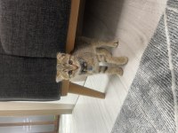 Scottish Fold Yavrumu Sahiplendiriyorum