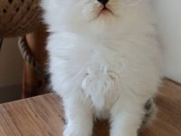 Show Kalite Silver British Longhair Yavruları