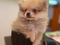 Acil safkan pomeranian yavrular