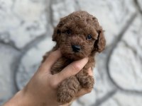 Eşsiz Kalite Toy Poodle Yavrularım