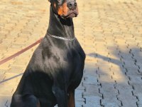 Kızıl doberman