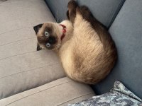 Scottish fold blue point erkek kedi