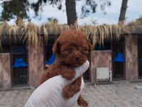 Kore toy Poodle yavrularımız ruhsatlı çiftliği mızden
