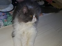 İran persian
