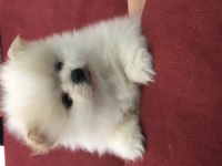 Pomeranian mükemmel dişi yavru