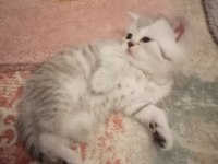 british shorthair 3 erkek yavru