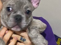 Mavi gözlü blue 4 aylık french bulldog