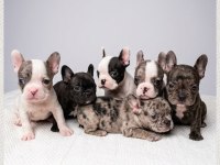 SAFKAN 0 numara KİLO GARANTİLİ FRENCH BULDOG MERLE