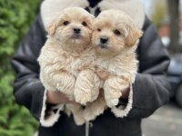 KIVIR KIVIR TÜYLERİ OLAN MALTİPOO ARAYANLARA