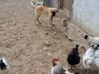 3.5 aylığa yakın dişi kaliteli yavru köpeğimiz