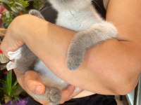Uygun Puanlı Erkek Blue Point British Shorthair Yavrum