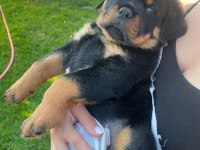 Harika rottweiler bebek köpekler