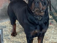Rottweiler Yavru Köpekler
