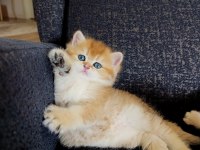 British Shorthair Golden Dişi