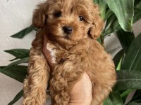 BU FİYATA SON TOY POODLE