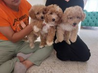 Maltipoo 2.5 aylik 0 numara