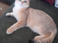 SAFKAN BRİTİSH SHORTHAİR GOLDEN 6 AYLIK ERKEK