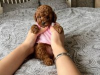 Kore Anne Babadan Orjinal Poodle Bebekler