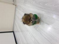 Erkek Pomeranian Boo 2,5 aylık