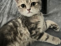 British shorthair yavrular