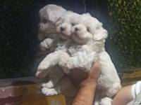 KORE MALTESE TERRİER YAVRULAR