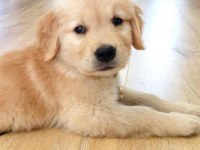Baby face suratlı golden retriever yavrularımız