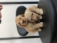 Toy Poodle yavrular