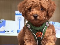 En güzel poodle bebeklerimiz sizlerle