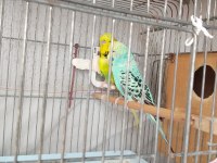 Değerini bilene hakkını verene muhabbet kuşu