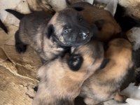Irkının Özelliklerini Taşıyan Belçika Malinois