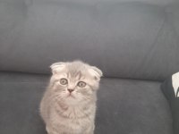 Scottish fold dişi yavrumuz