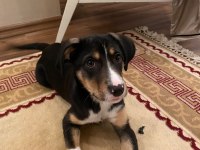 YAKLAŞIK 2 AYLIK DİŞİ KÖPEĞİMİZE KALICI YUVA ARIYORUZ