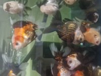Oranda balıkları