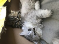 British longhair yavru kedimiz
